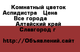 Комнатный цветок Аспидистра › Цена ­ 150 - Все города  »    . Алтайский край,Славгород г.